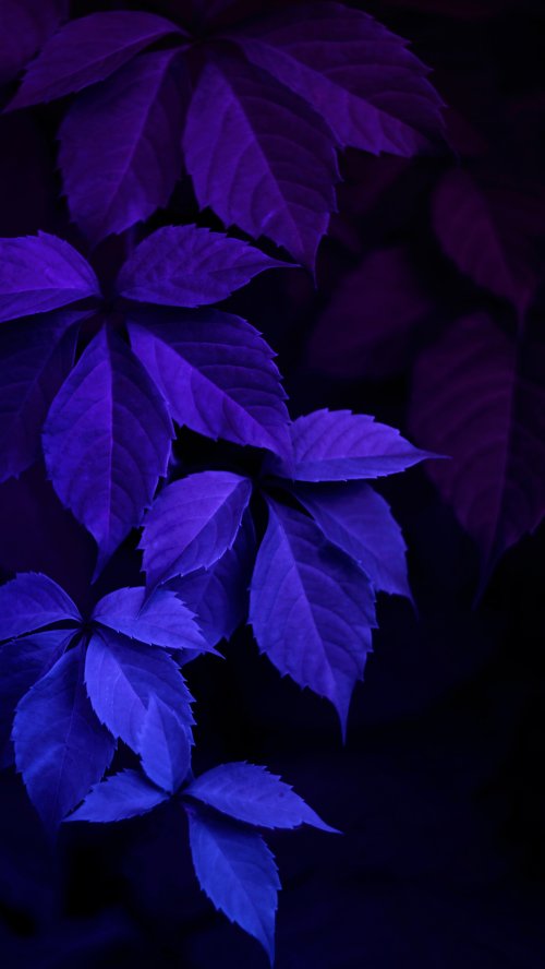 Neon Purple Virginia Creeper - Related OpersCraft wallpaper