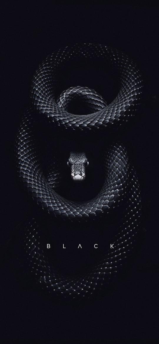 Onyx Serpent Coiled - animals Wallpaper