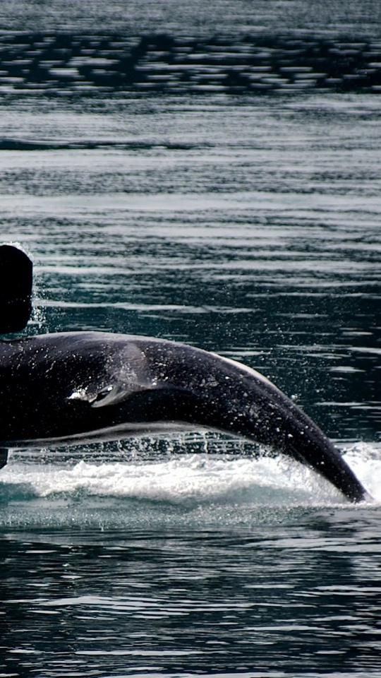 Orca Breaching the Surface