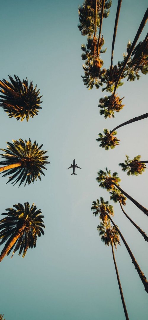 Palm Trees and Airplane - Related StockWalls wallpaper