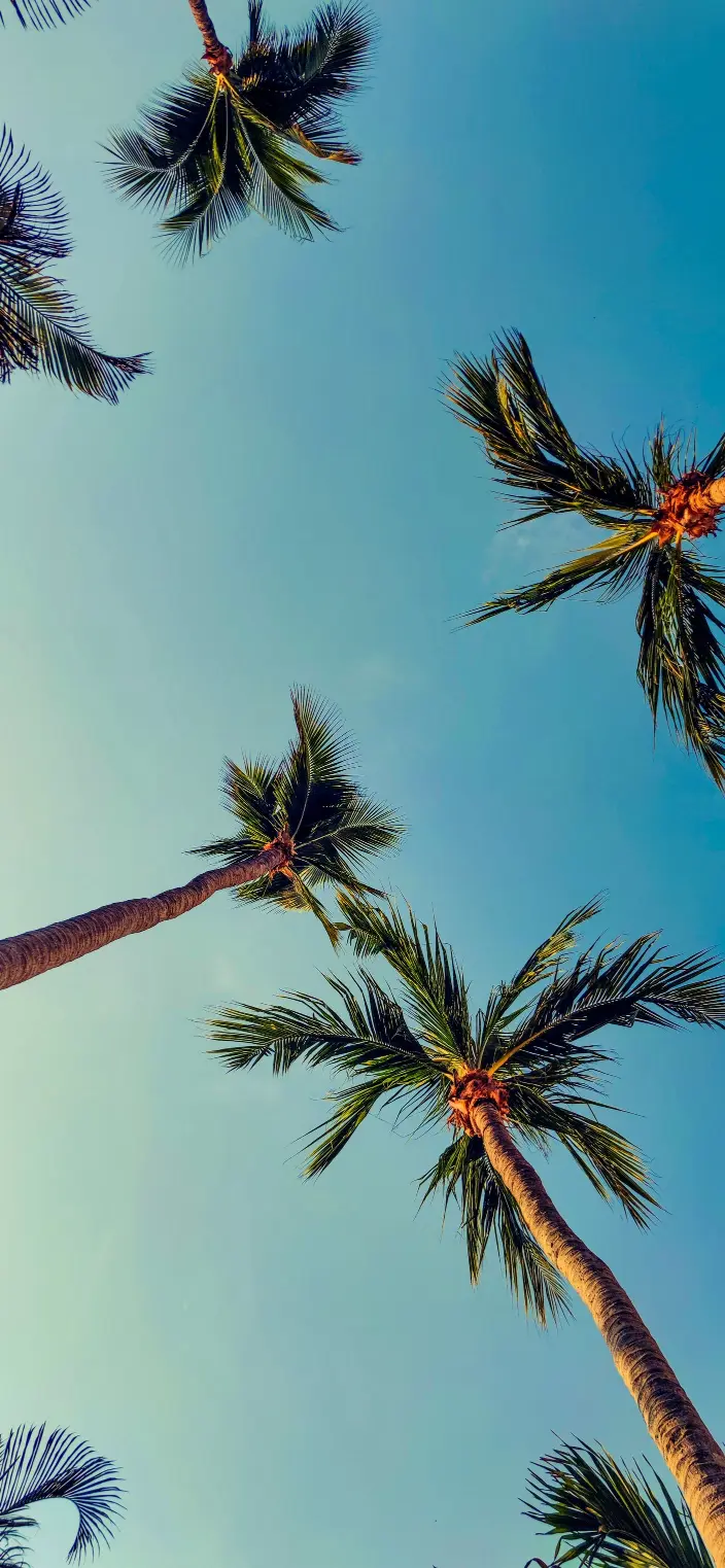 Palm Trees Sky View - Related StockWalls wallpaper