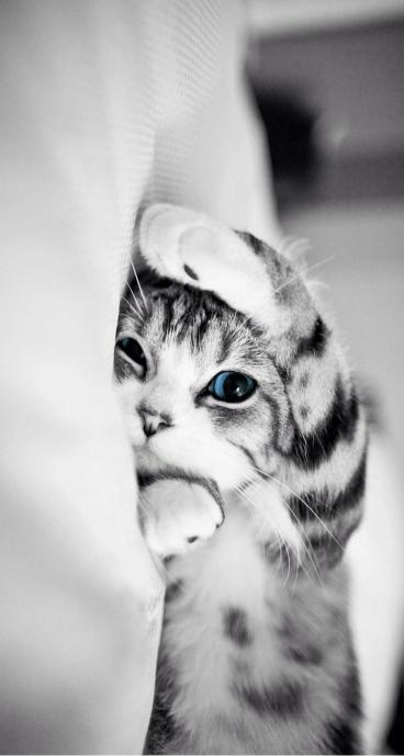 Peek-a-Boo Kitten Portrait - Related OpersCraft wallpaper