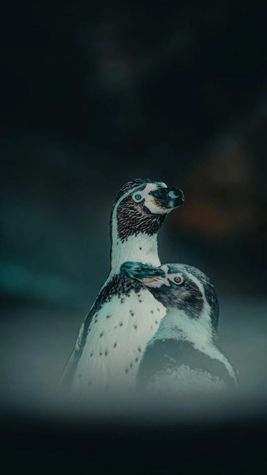 Penguin Pair Portrait - Related Tablet wallpaper