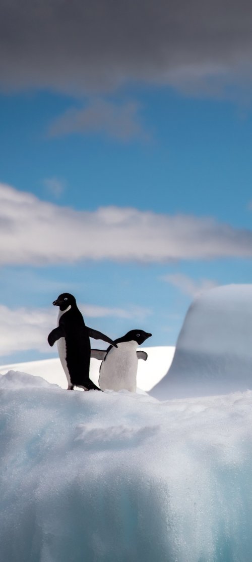 Penguins on Ice - animals Wallpaper