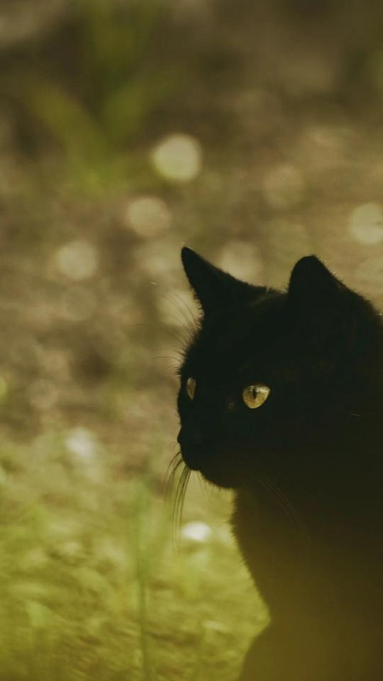Pensive Black Cat Portrait - Related OpersCraft wallpaper
