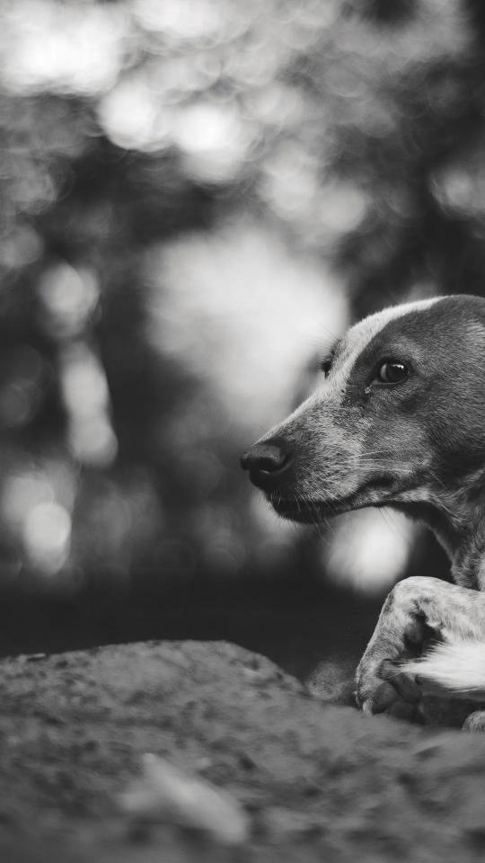 Pensive Dog Portrait - Related OpersCraft wallpaper