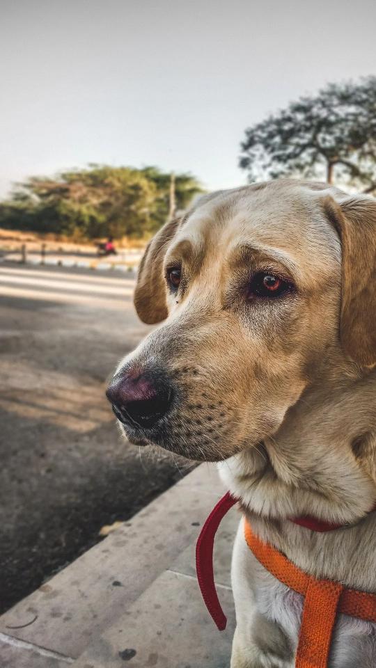 Pensive Labrador Portrait - Related OpersCraft wallpaper