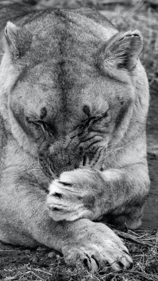 Pensive Lion in Monochrome - Related OpersCraft wallpaper