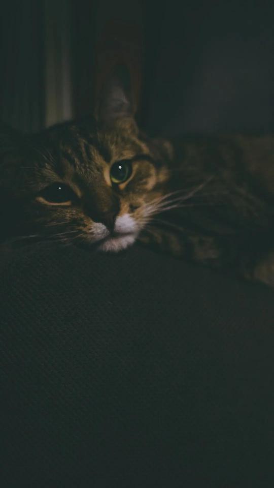 Pensive Tabby Cat Portrait - Related OpersCraft wallpaper