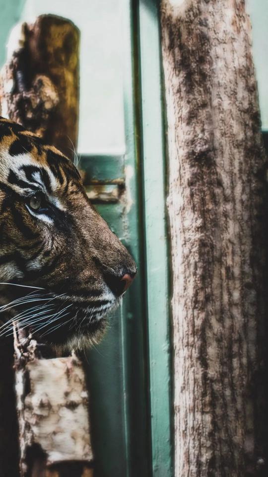 Pensive Tiger Portrait