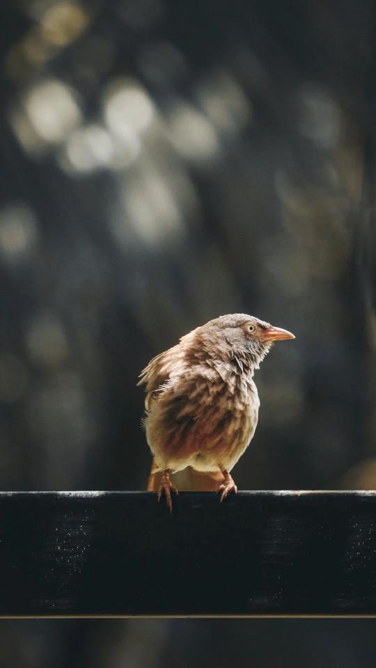 Perched Sparrow Portrait - Related OpersCraft wallpaper