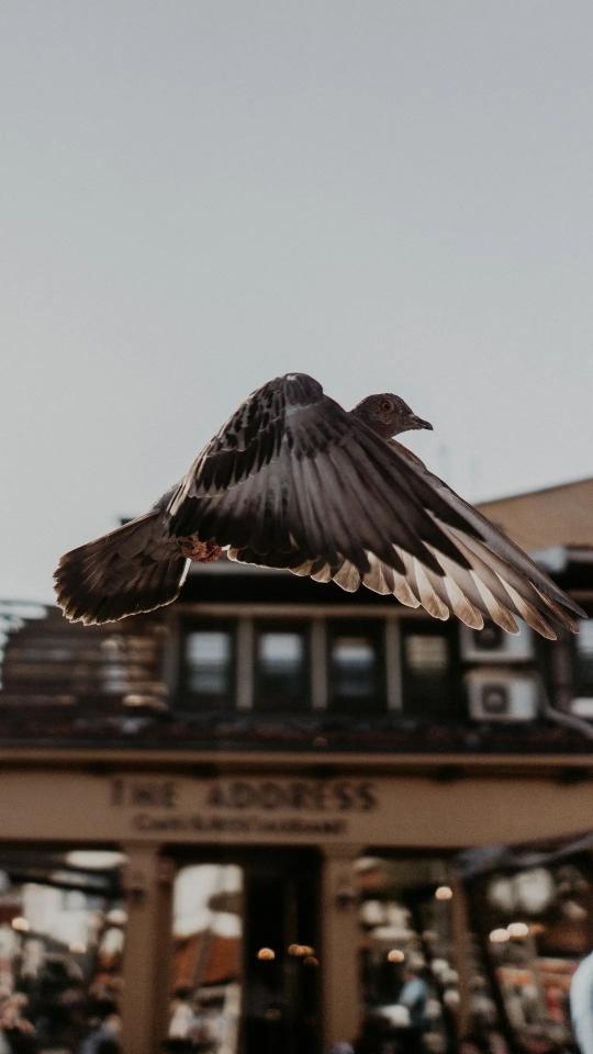Pigeon in Flight - Related StockWalls wallpaper