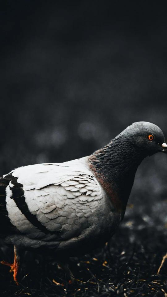 Pigeon with Fiery Eyes - birds Wallpaper
