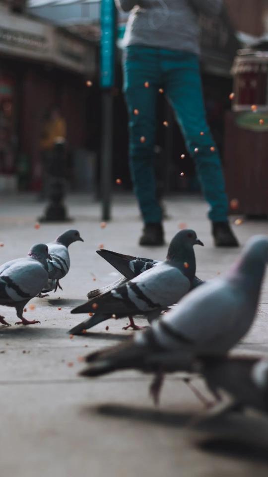 Pigeons Feeding Frenzy - birds Wallpaper