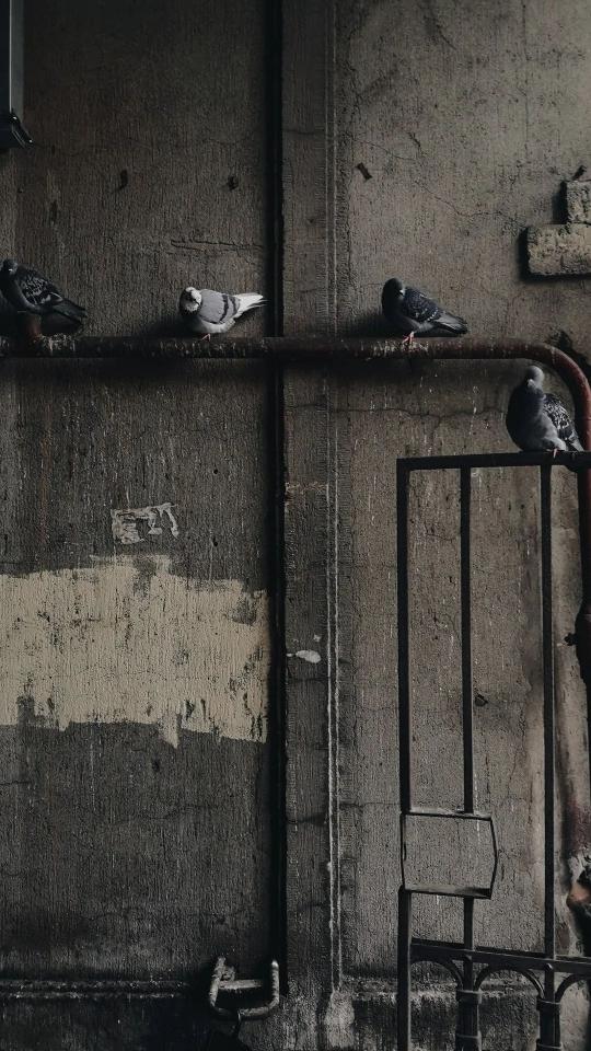 Pigeons on Urban Wall - Related OpersCraft wallpaper