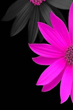 Pink and Gray Flowers - Related OpersCraft wallpaper