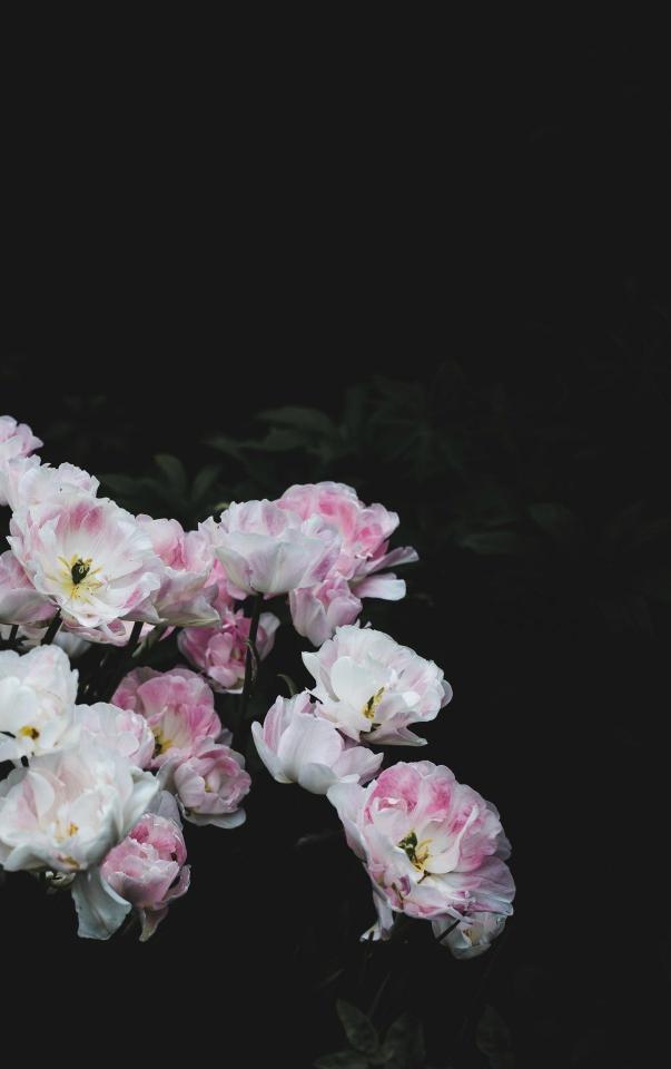 Pink and White Tulips - Related StockWalls wallpaper