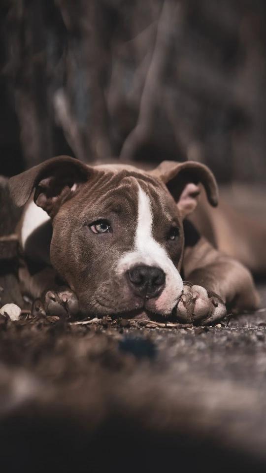 Pitbull Puppy Portrait - Related OpersCraft wallpaper