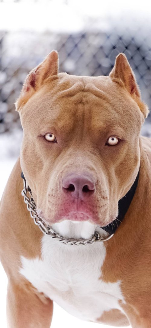 Pitbull Stare Portrait - Related OpersCraft wallpaper