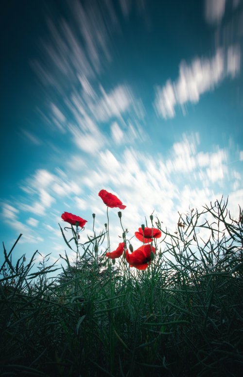 Poppy Field Sky Motion - Related OpersCraft wallpaper