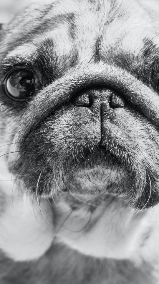 Pug Nose Close-Up - Related OpersCraft wallpaper