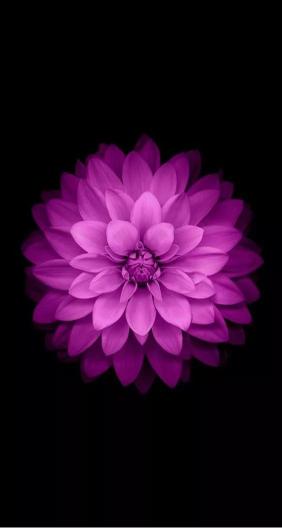 Purple Dahlia on Black - floral Wallpaper