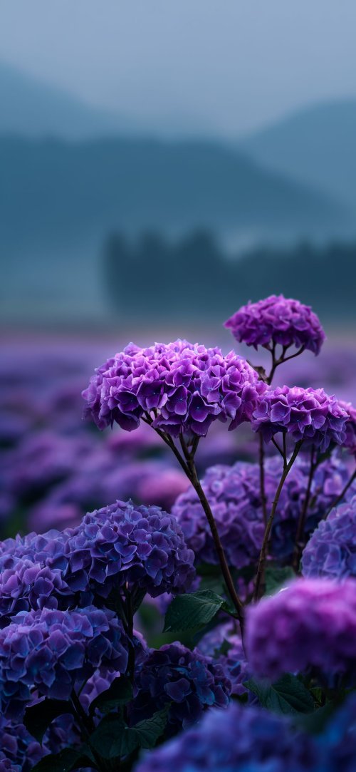 Purple Hydrangea Field - Related StockWalls wallpaper