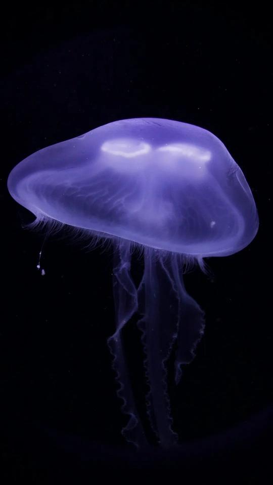 Purple Jellyfish in the Deep