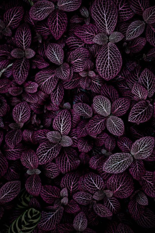 Purple Vein Plant Detail - Related OpersCraft wallpaper