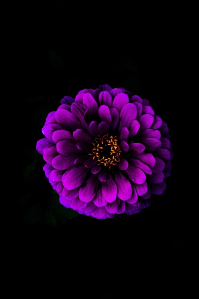 Purple Zinnia Bloom - Related StockWalls wallpaper
