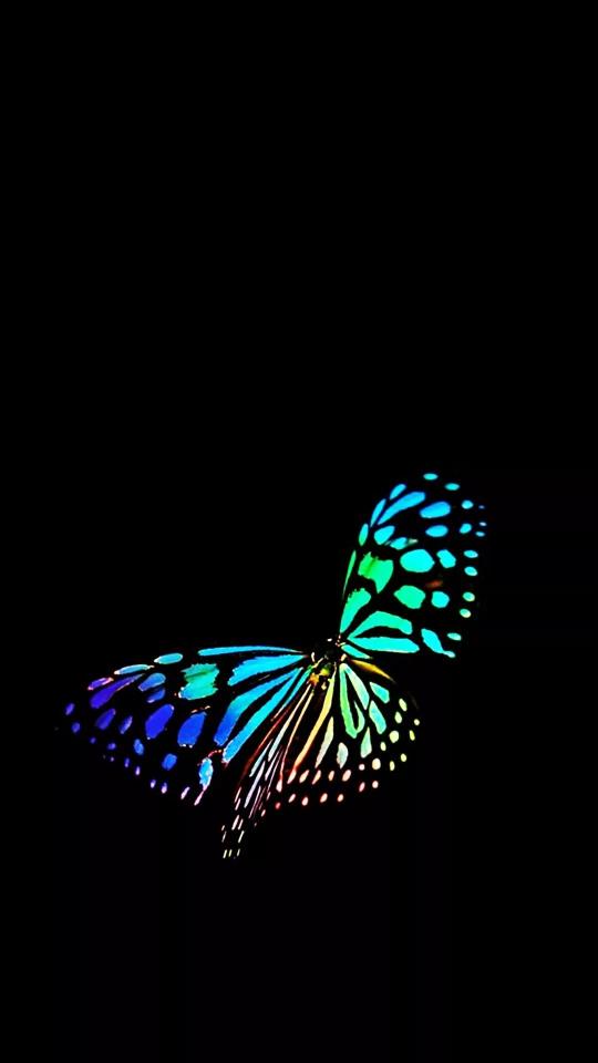 Rainbow Butterfly on Black - Related OpersCraft wallpaper