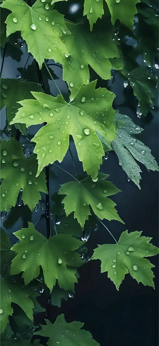 Rainy Green Maple Leaves - Related Tablet wallpaper