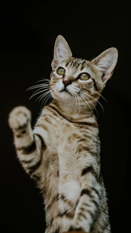 Reaching Tabby Cat - Related OpersCraft wallpaper