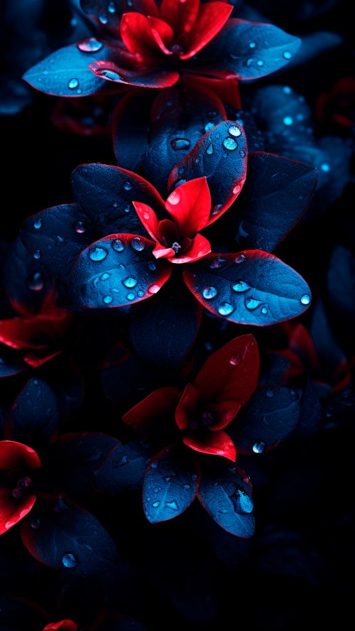 Red and Blue Dewdrops - Related OpersCraft wallpaper