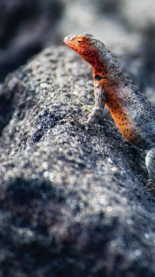 Red-Headed Lizard on Rock - animals Wallpaper