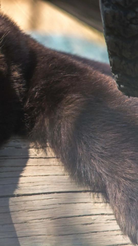 Resting Black Cat Paw - Related StockWalls wallpaper