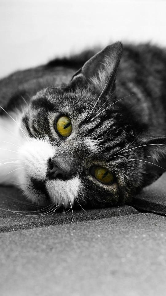 Resting Cat, Golden Eyes - Related OpersCraft wallpaper