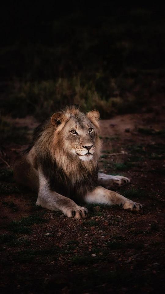 Resting Lion Portrait - Related OpersCraft wallpaper