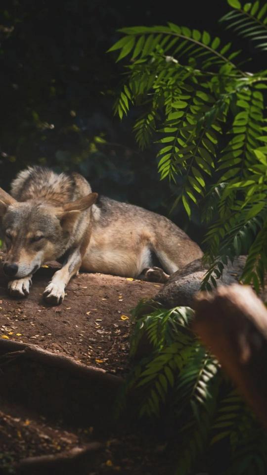 Resting Wolf in Shade - wolf Wallpaper