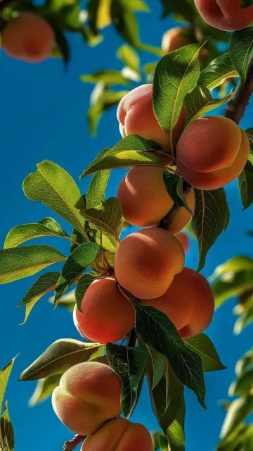 Ripe Peach Branch Delight - Related OpersCraft wallpaper