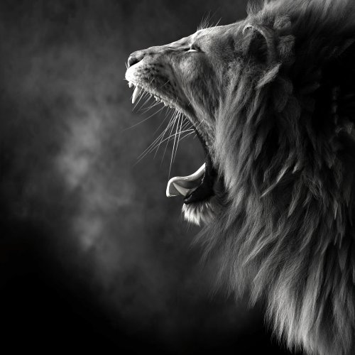 Roaring Lion Black and White