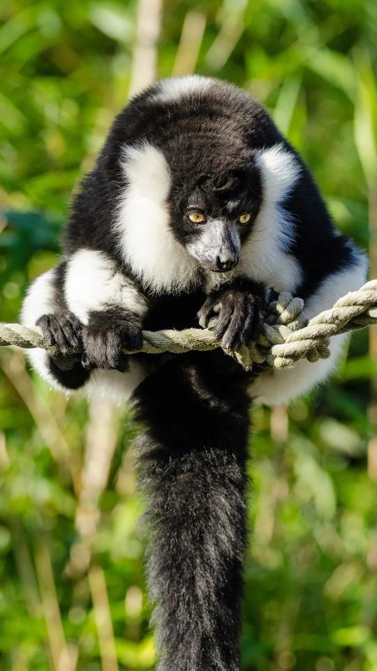 Ruffed Lemur on Rope - Related OpersCraft wallpaper