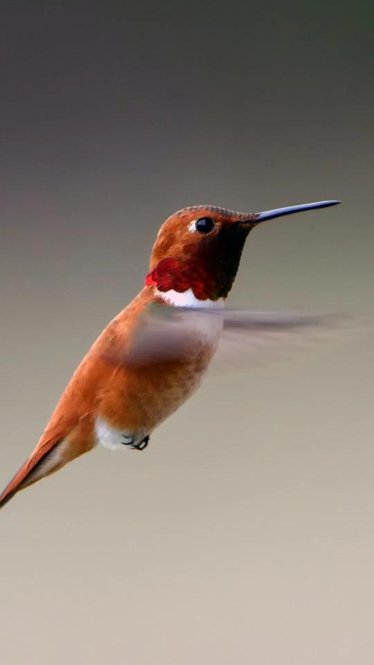 Rufous Hummingbird Portrait - Related OpersCraft wallpaper