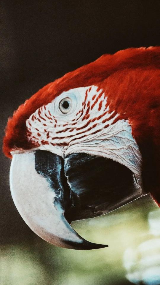 Scarlet Macaw Close-Up - Related OpersCraft wallpaper