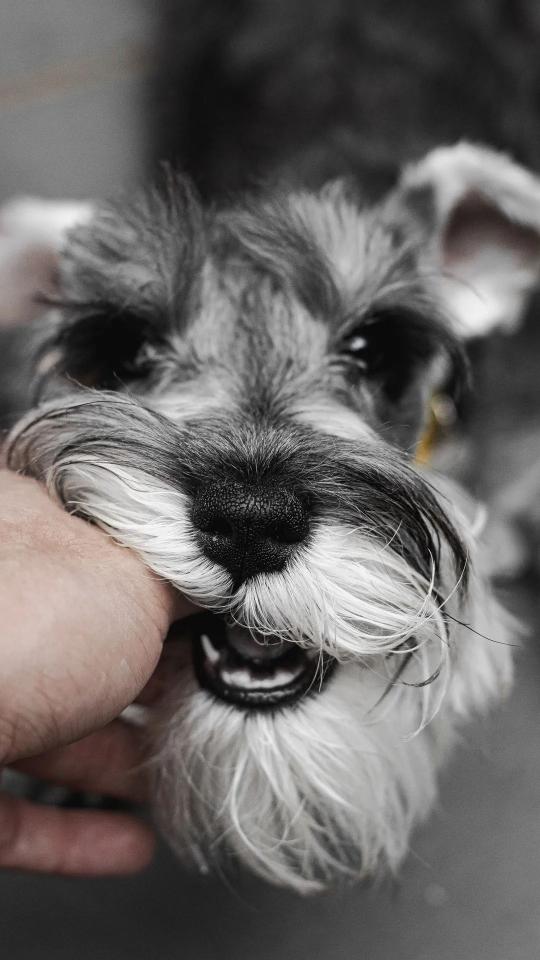 Schnauzer Bite - Related OpersCraft wallpaper