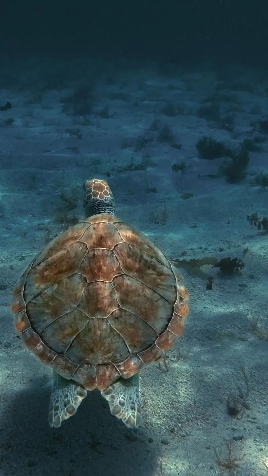 Sea Turtle Underwater View