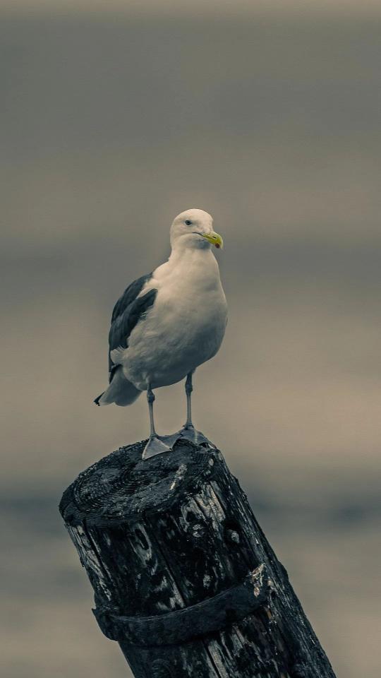 Seagull on Wooden Post - birds Wallpaper
