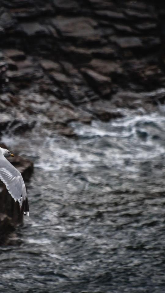 Seagull Over Rocky Coast - birds Wallpaper