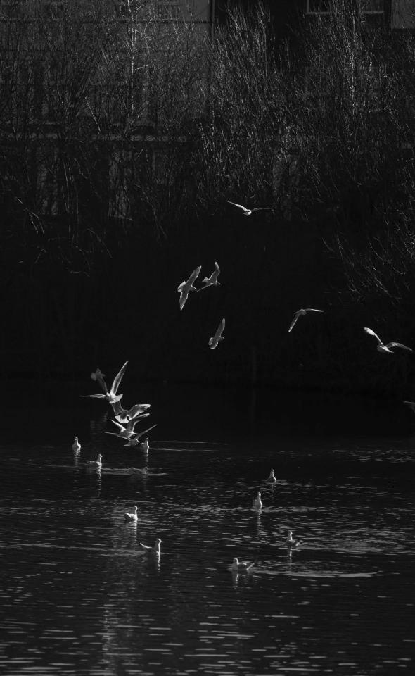 Seagulls in Flight
