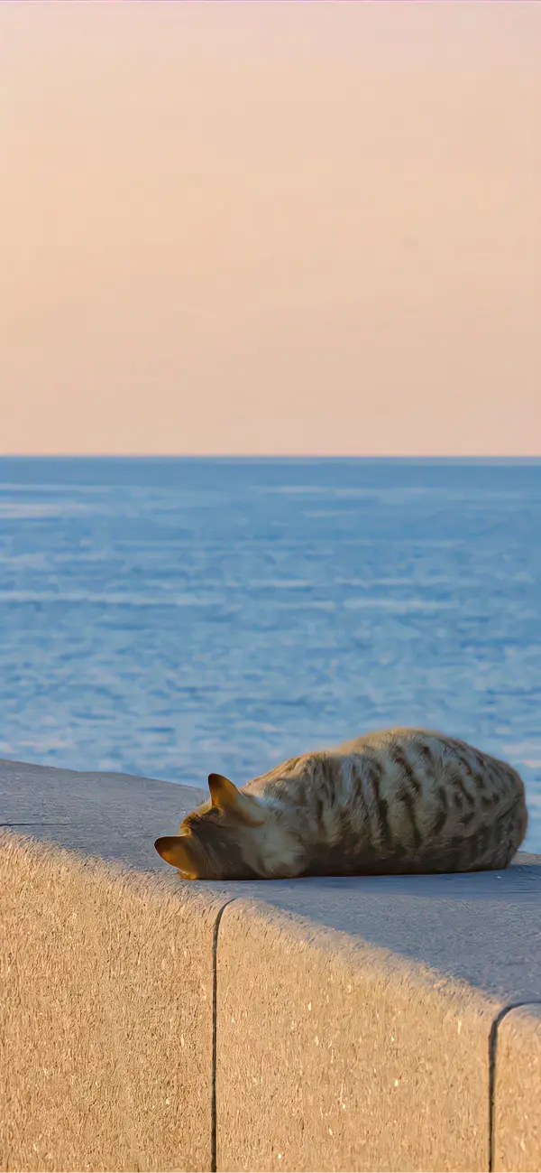 Seaside Cat Nap - animals Wallpaper